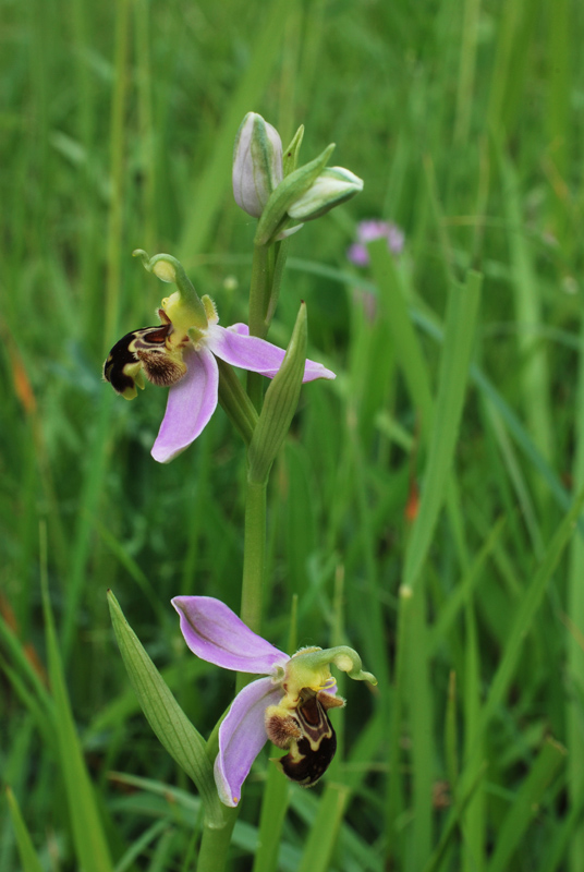 Ophrys apifera: alcune variet del Veneto